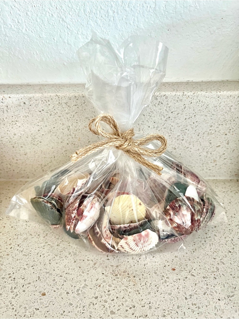 Assorted Natural Scallop Seashells 10oz